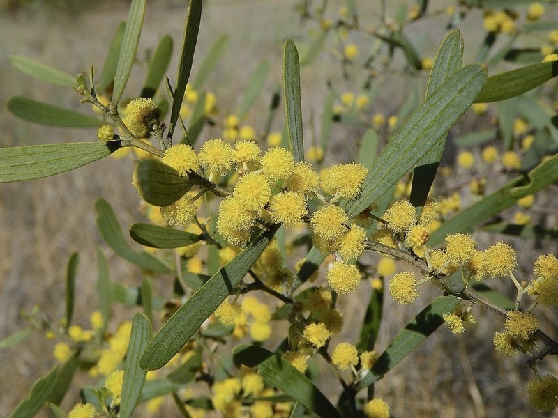 Acacia trineura photo 3