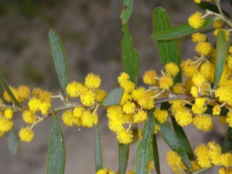 Acacia trineura photo 4