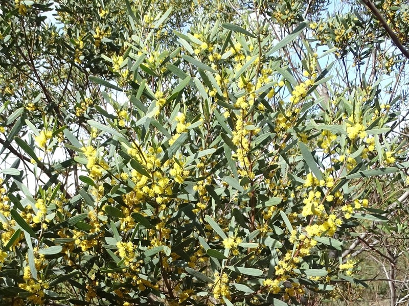 Acacia trineura photo 5