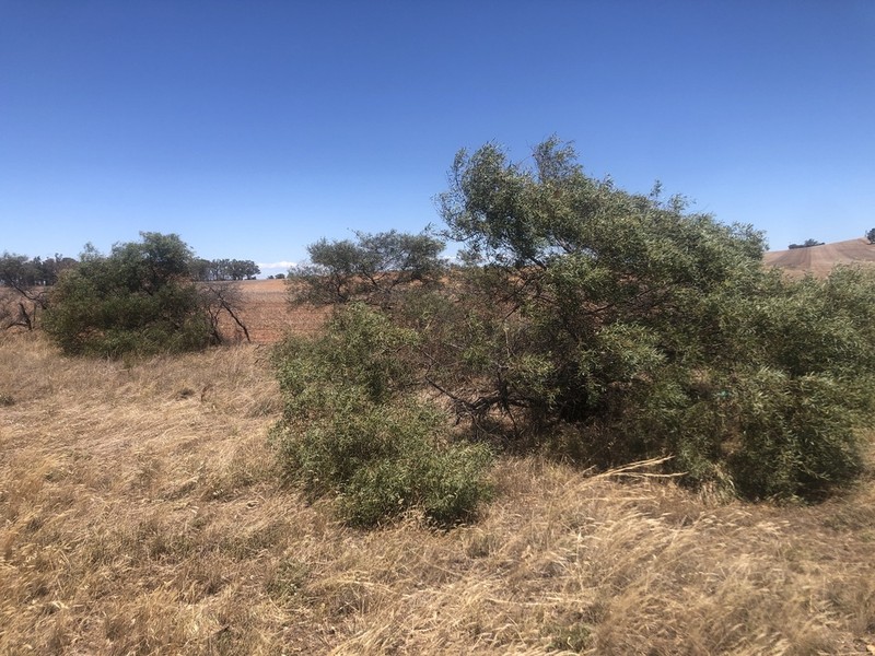 Acacia trineura photo 6