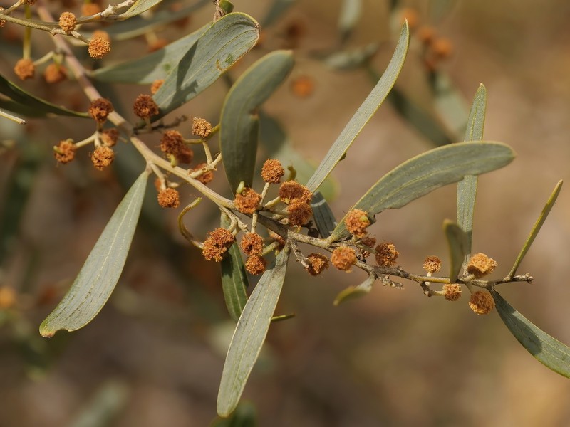 Acacia trineura photo 7