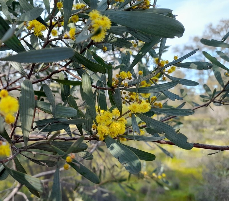 Acacia trineura photo 8
