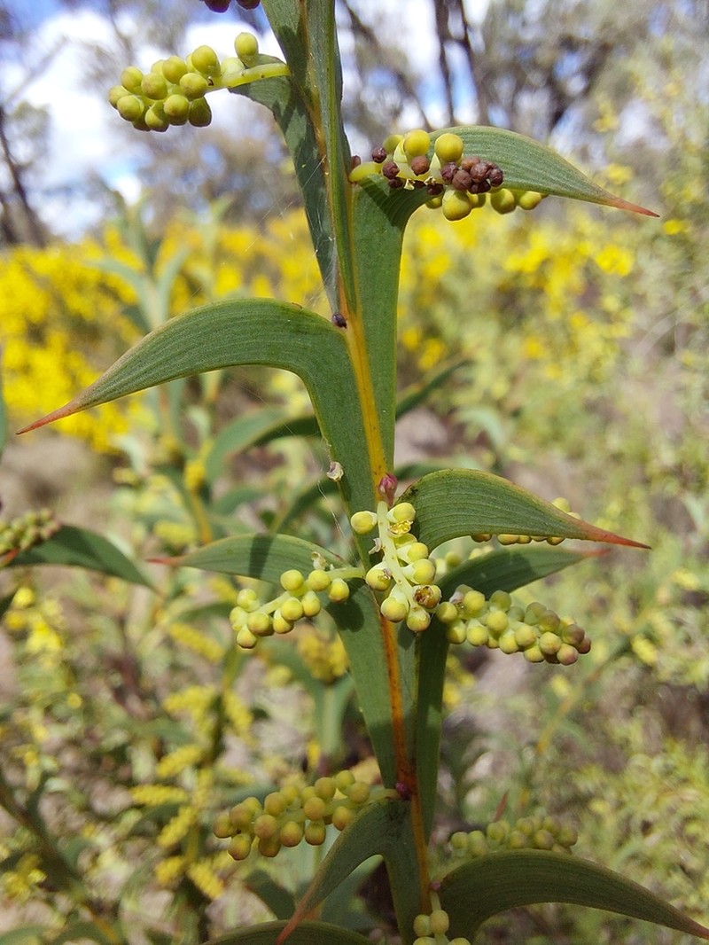 Acacia triptera photo 2