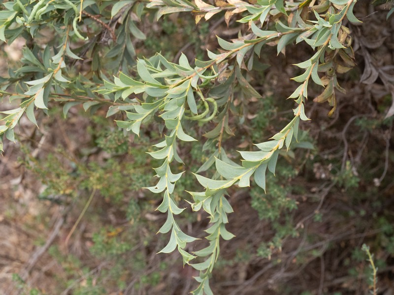 Acacia triptera photo 3