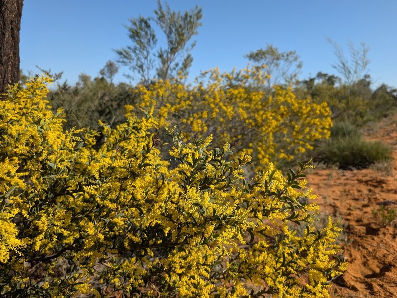 Acacia triptera photo 4