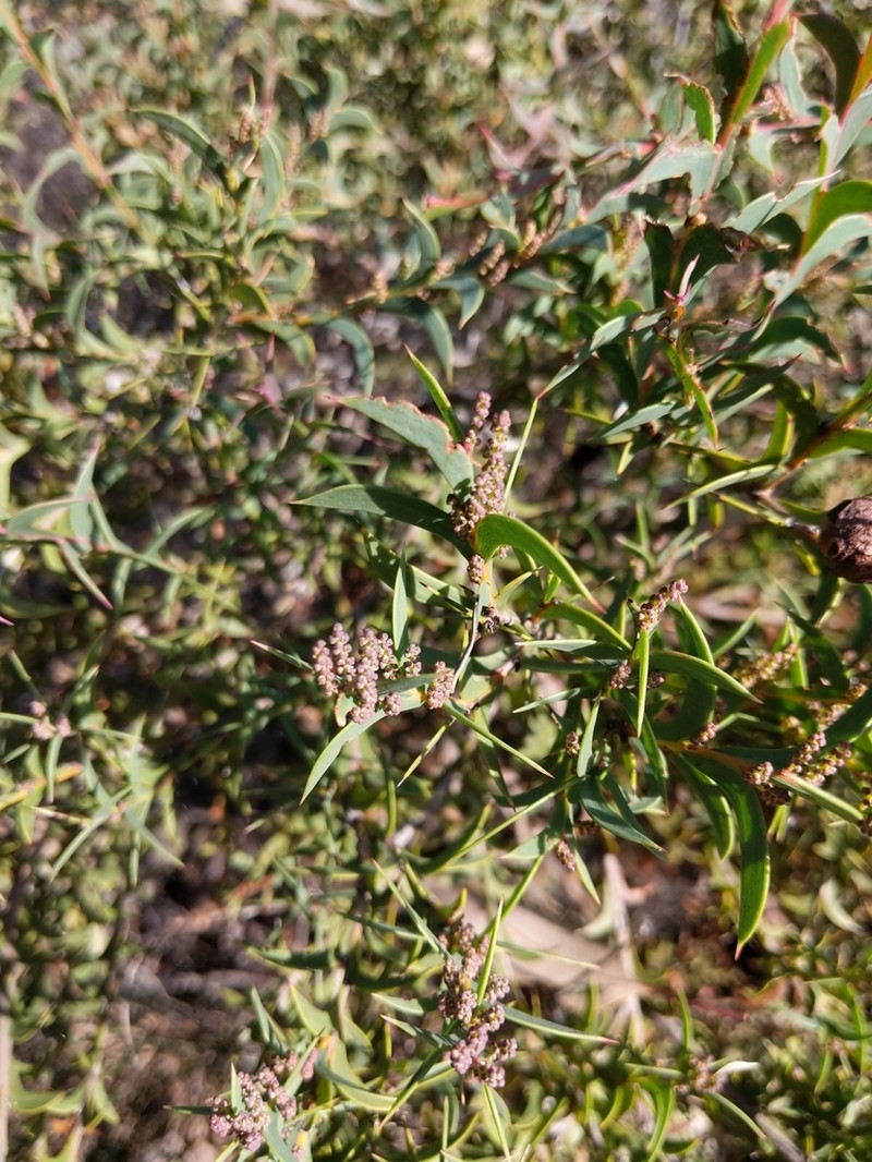 Acacia triptera photo 5