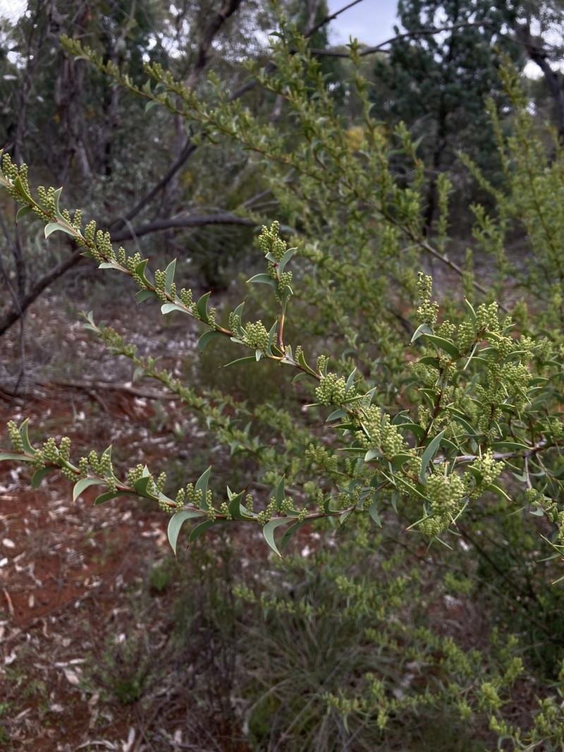 Acacia triptera photo 6