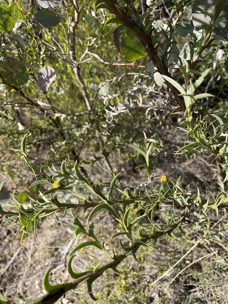 Acacia triptera photo 7