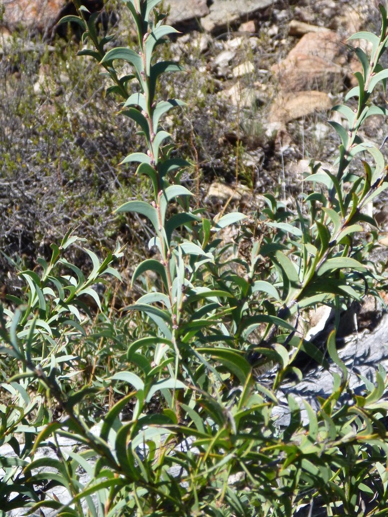 Acacia triptera photo 8