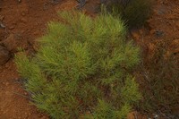 Acacia triptycha