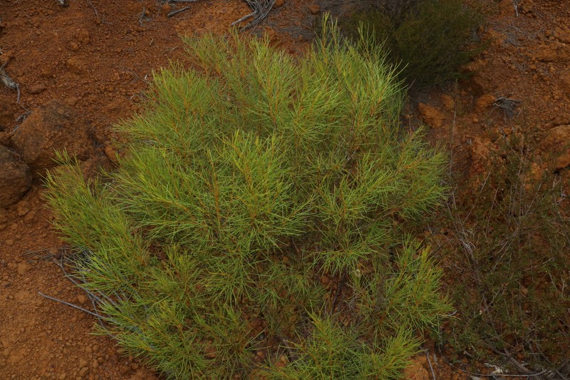 Acacia triptycha