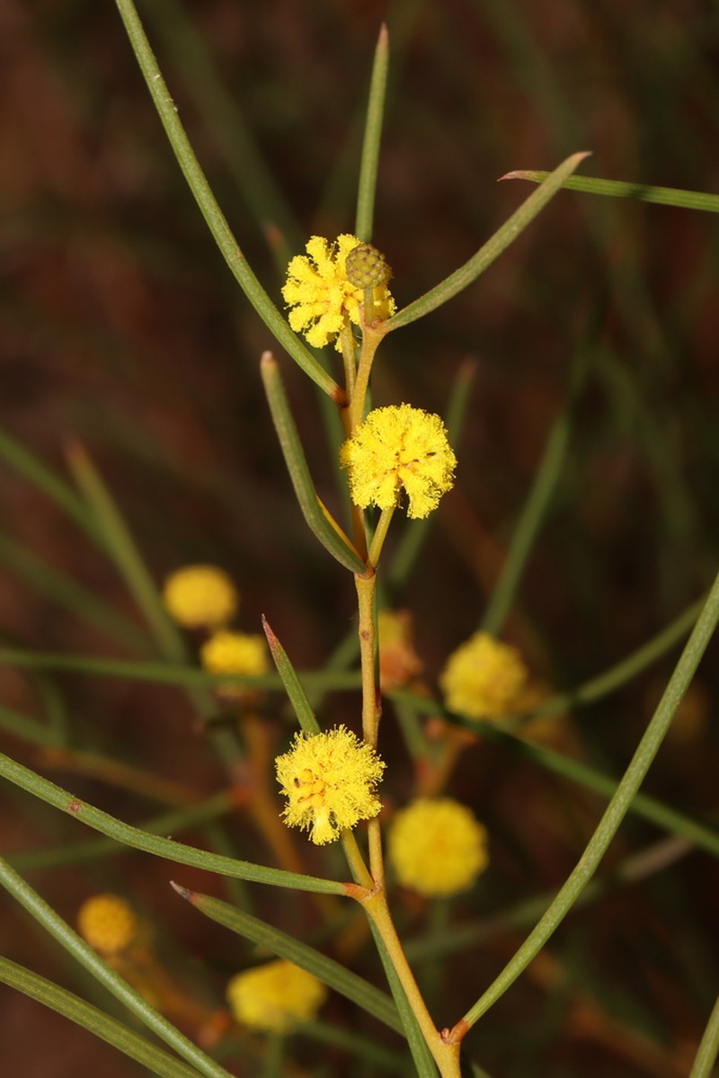 Acacia triptycha photo 2