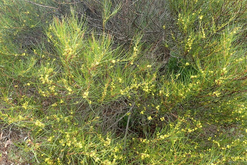 Acacia triptycha photo 3