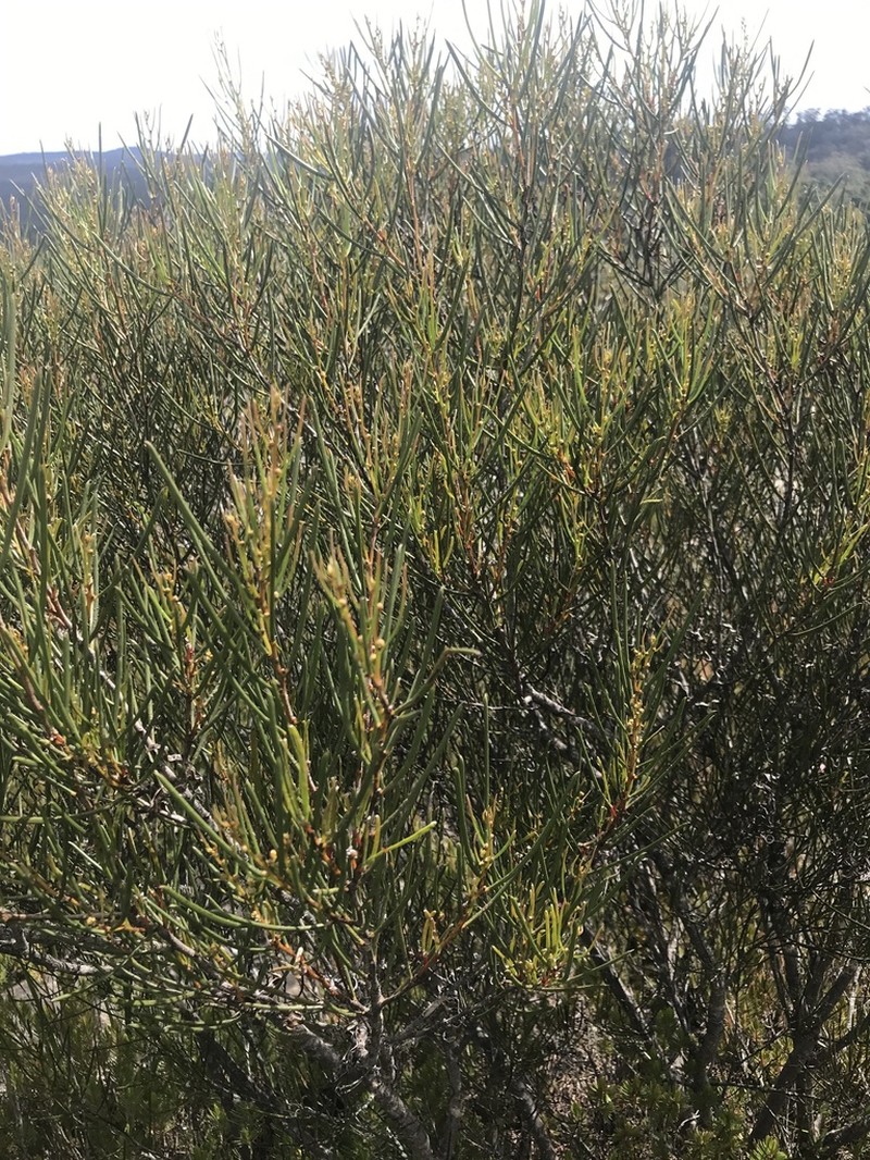 Acacia triptycha photo 4