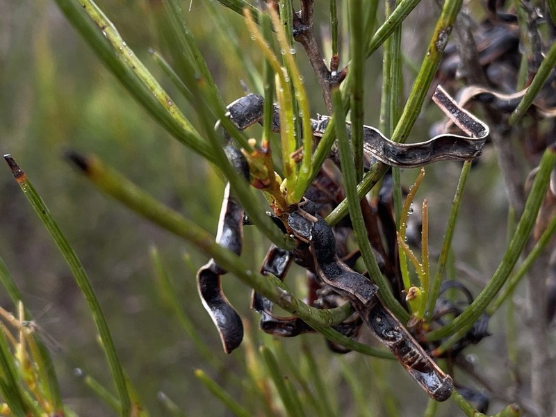 Acacia triptycha photo 5