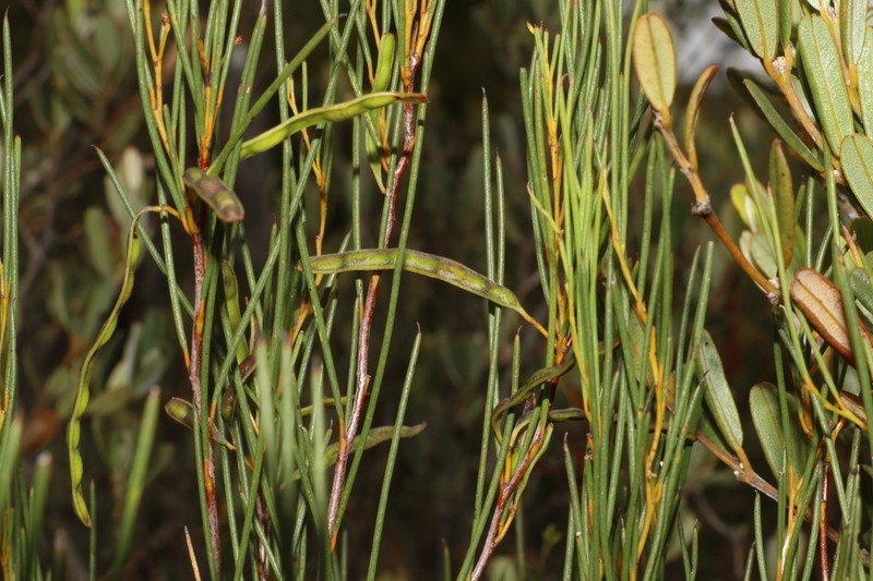 Acacia triptycha photo 6