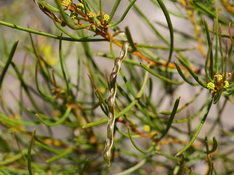 Acacia triptycha photo 7