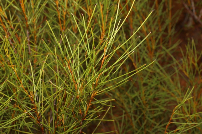 Acacia triptycha photo 8