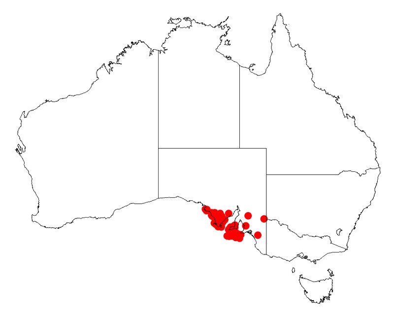 Acacia triquetra