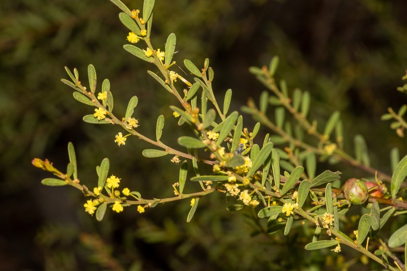 Acacia triquetra photo 2