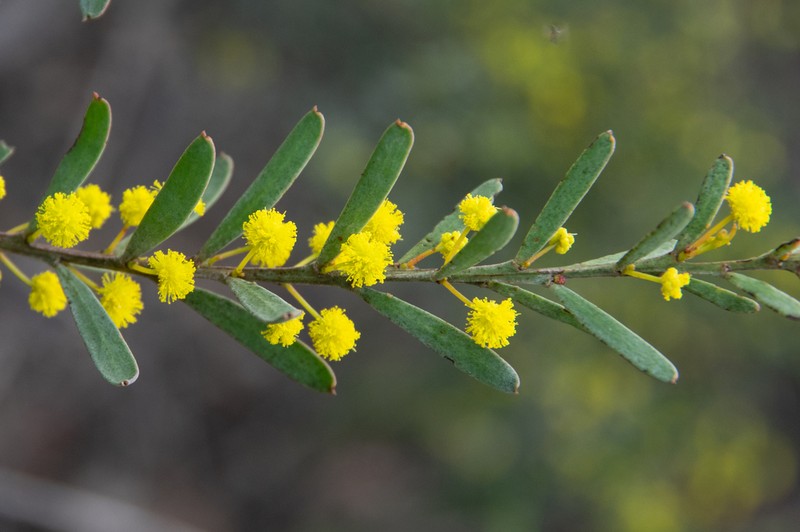 Acacia triquetra photo 3