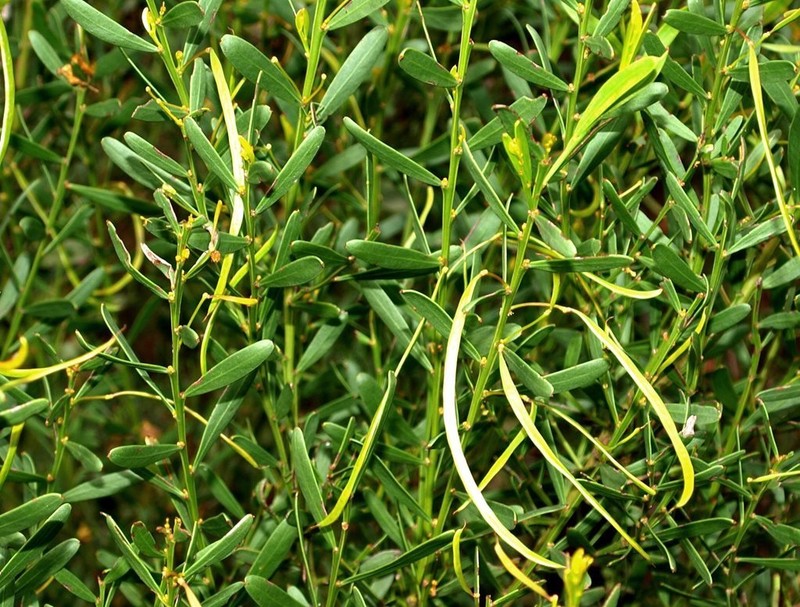 Acacia triquetra photo 4