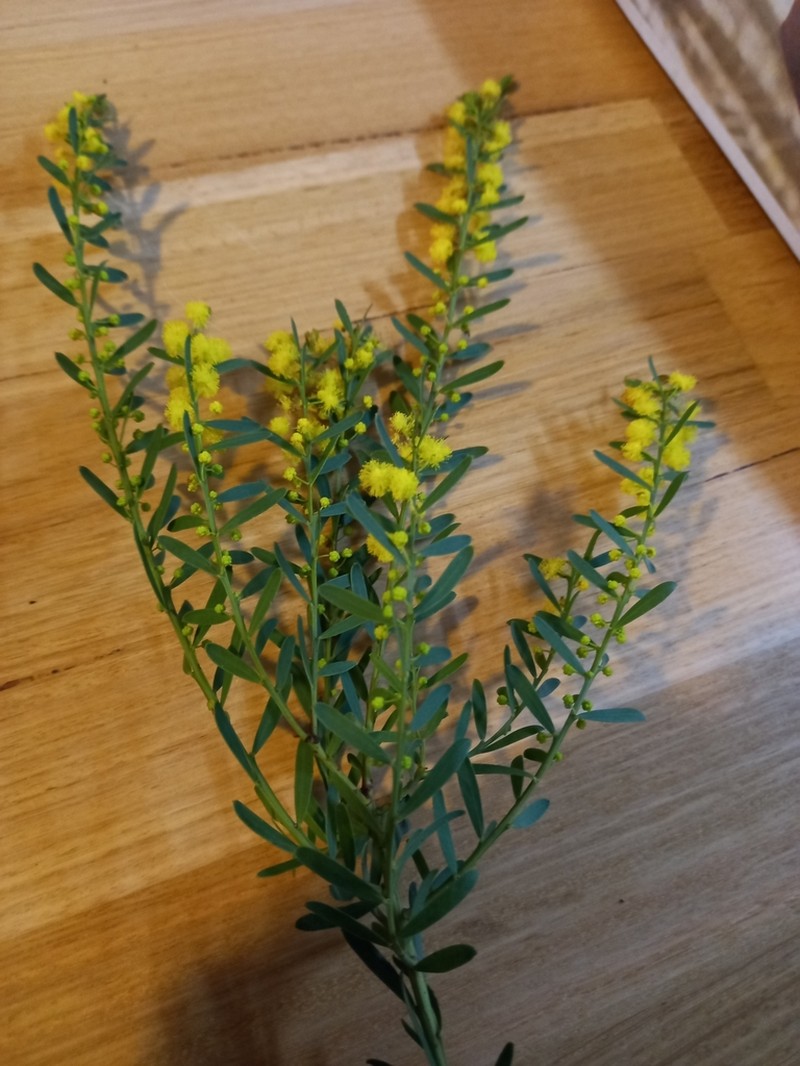 Acacia triquetra photo 5