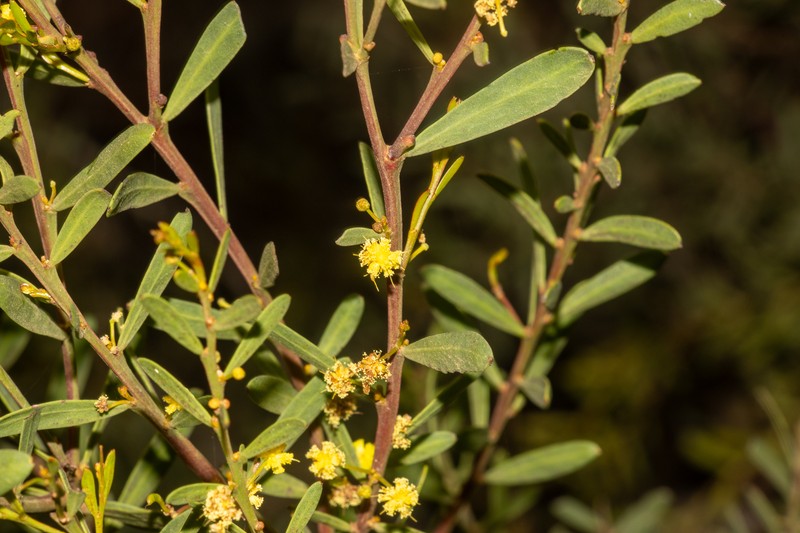 Acacia triquetra photo 6