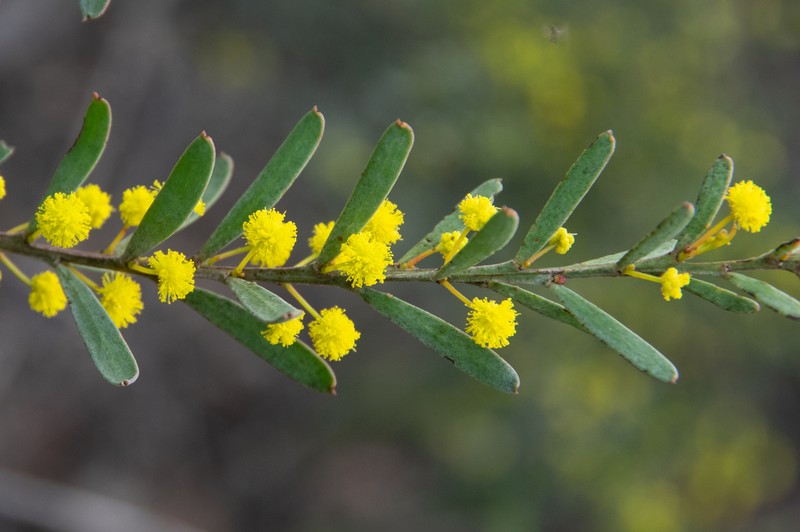 Acacia triquetra photo 8