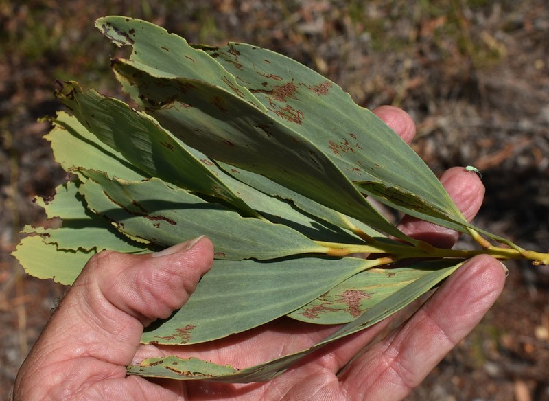 Acacia tropica photo 2