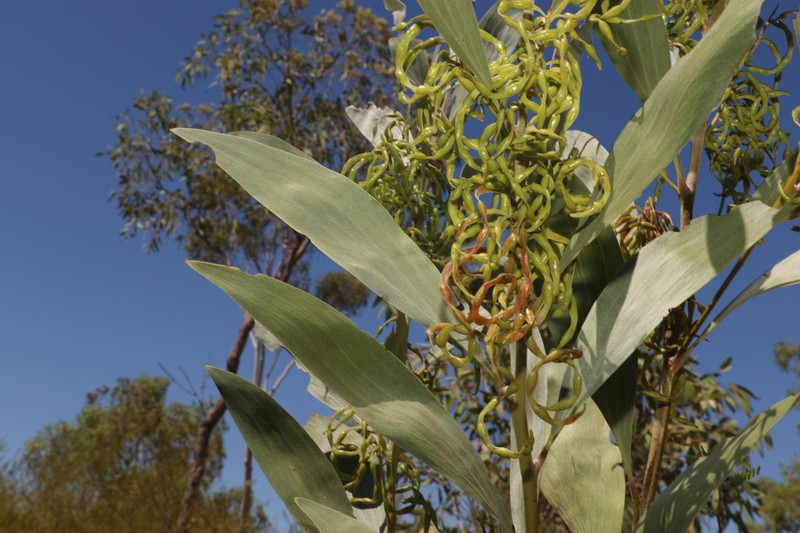 Acacia tropica photo 3