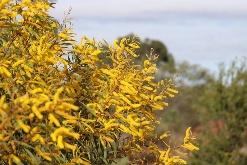 Acacia tropica photo 4