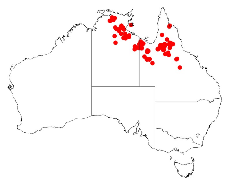Acacia tropica
