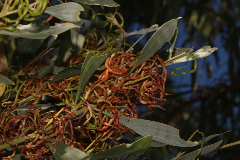 Acacia tropica photo 2
