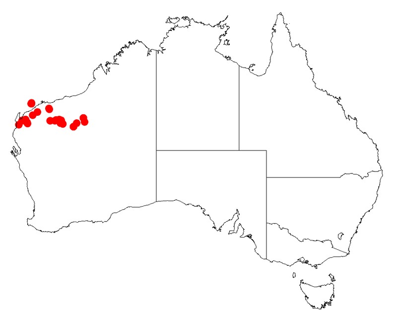 Acacia trudgeniana
