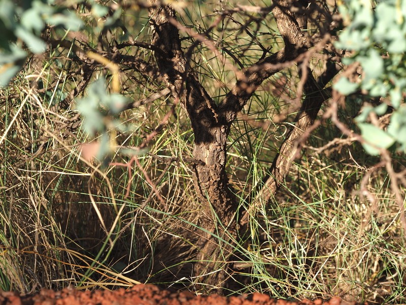 Acacia trudgeniana photo 2