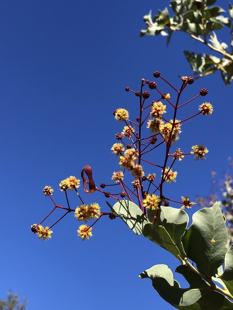 Acacia trudgeniana photo 3