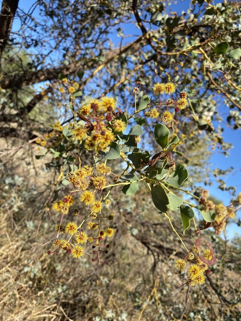 Acacia trudgeniana photo 4