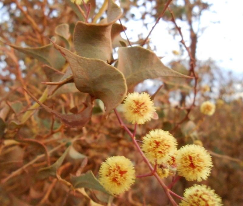 Acacia trudgeniana photo 5