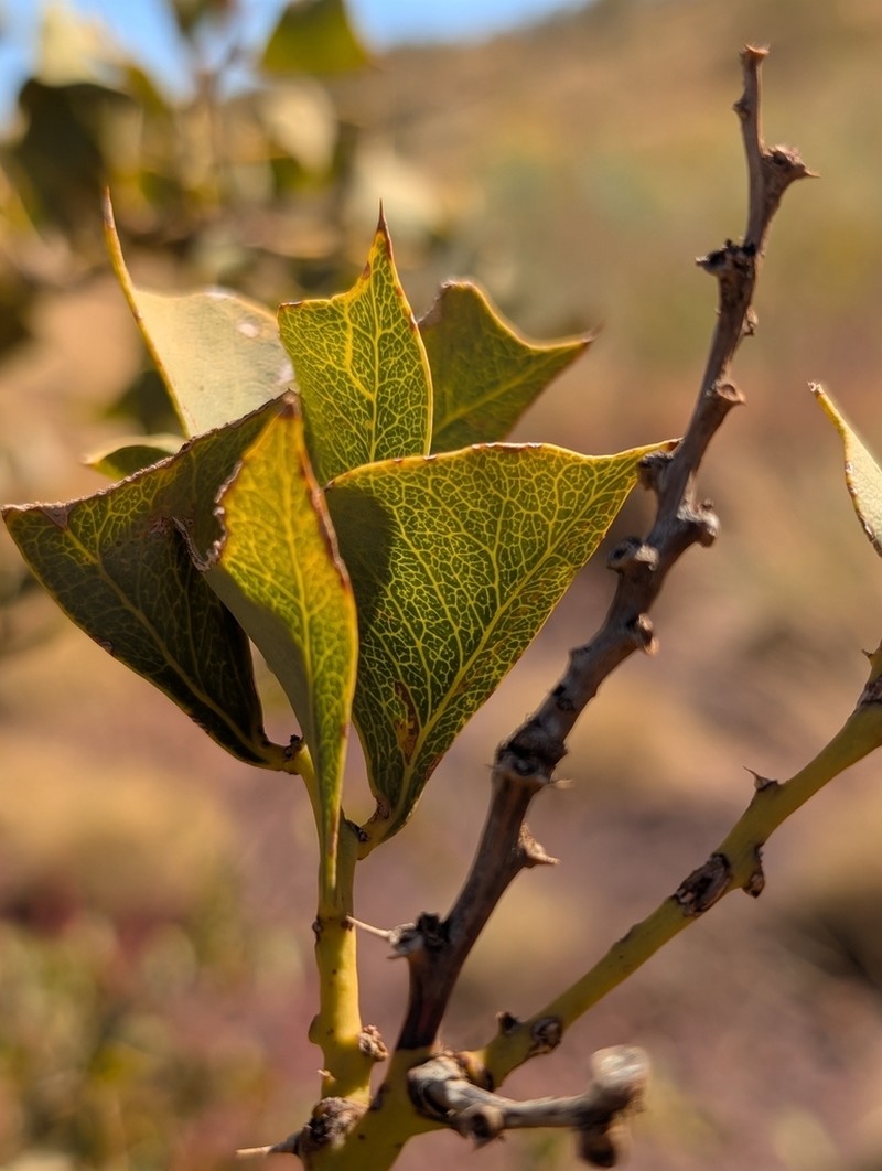 Acacia trudgeniana photo 6