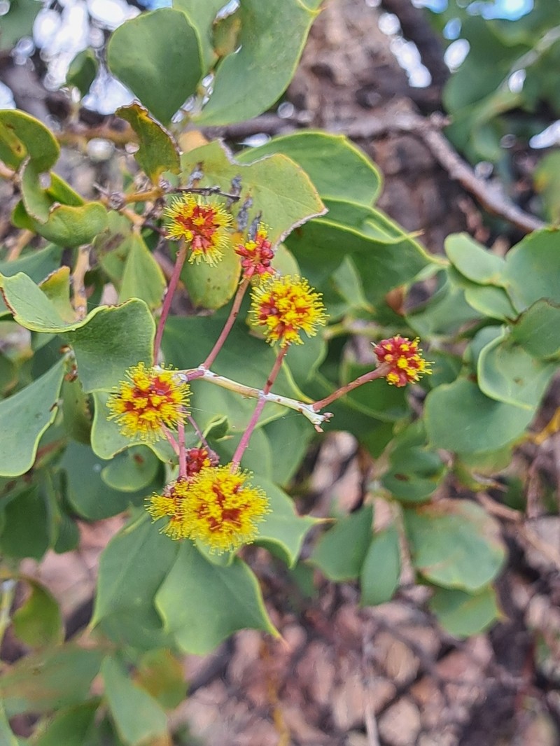 Acacia trudgeniana photo 7