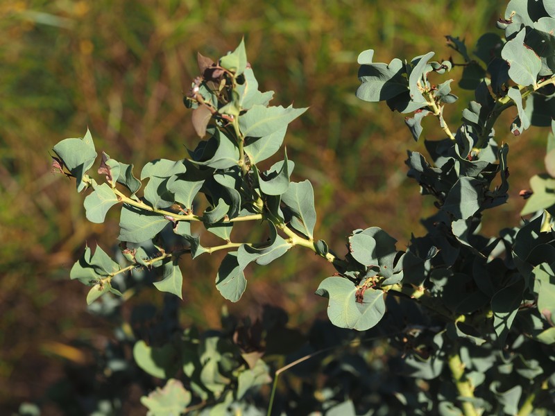 Acacia trudgeniana photo 8