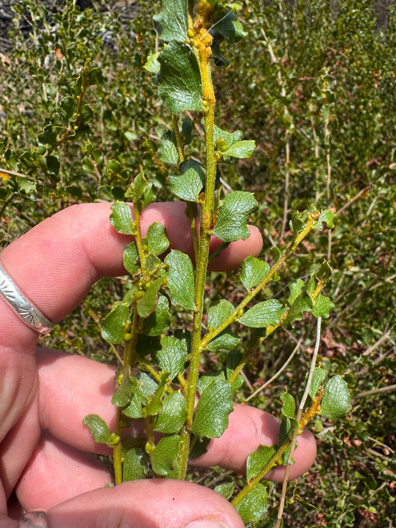 Acacia trulliformis photo 3