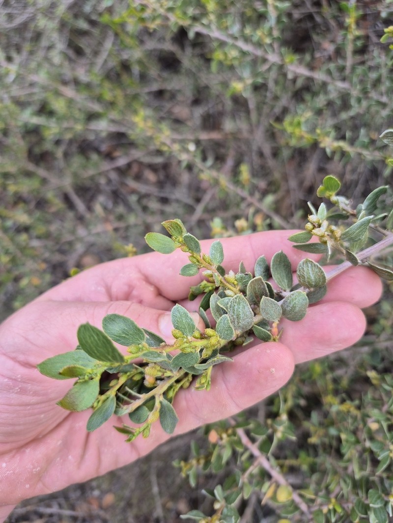 Acacia trulliformis photo 4