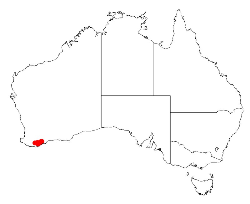 Acacia trulliformis