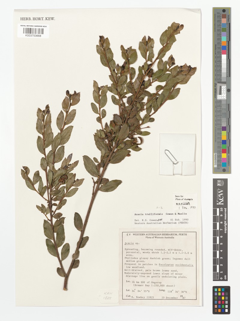 Acacia trulliformis photo 2