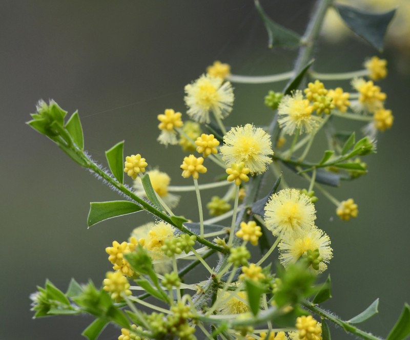 Acacia truncata photo 2
