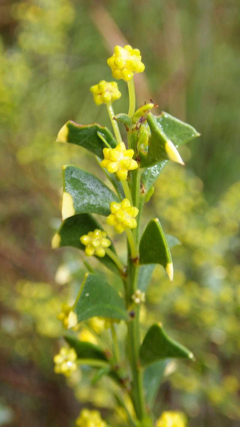 Acacia truncata photo 3