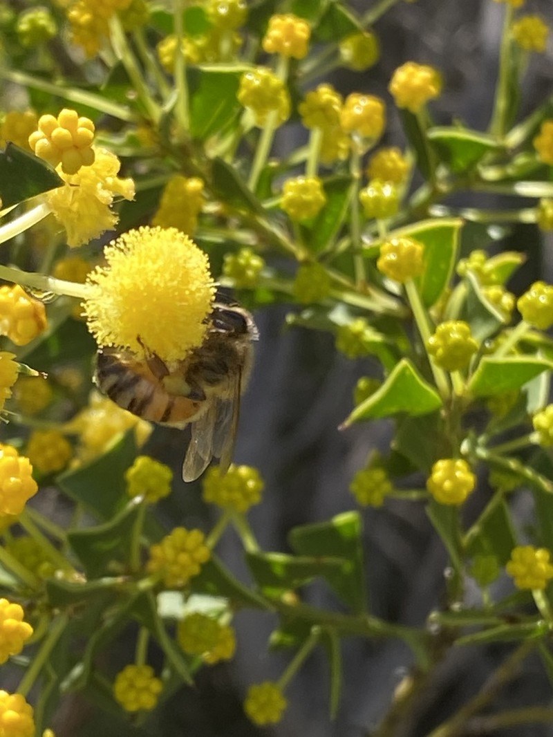 Acacia truncata photo 4