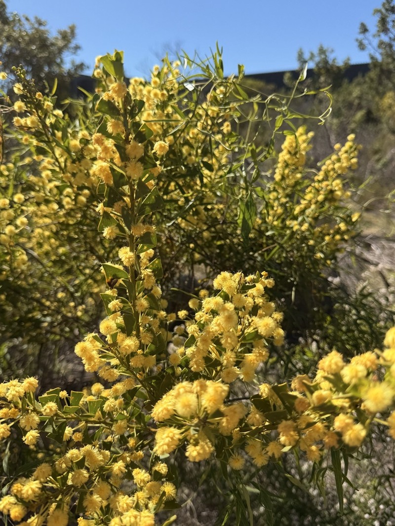 Acacia truncata photo 5